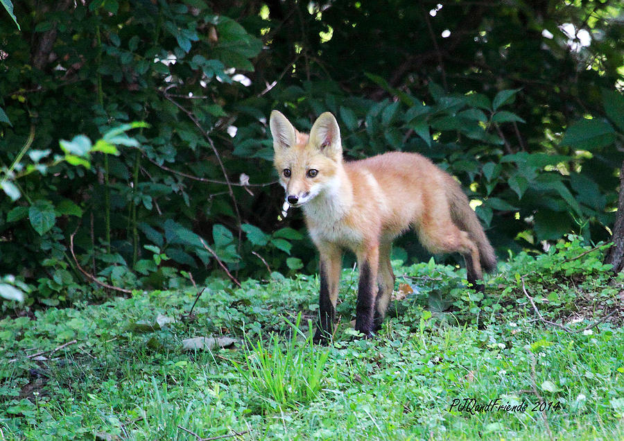 Red Fox Kit Photograph by PJQandFriends Photography