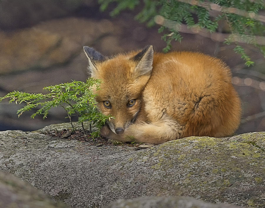 Red Fox Kit-Resting Photograph by John Vose