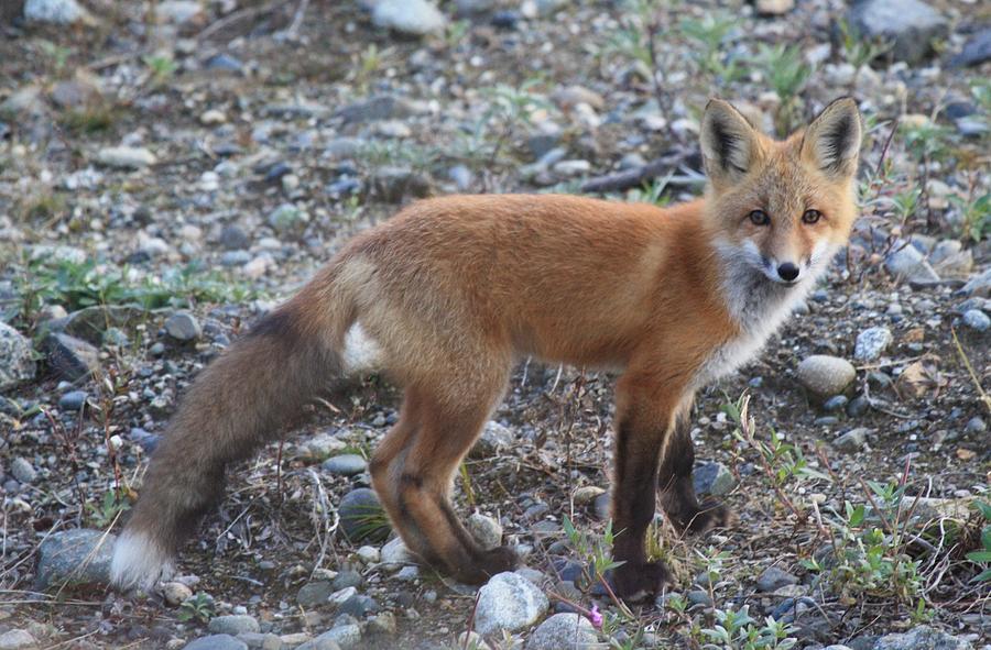 Red fox Kit Standing Photograph by Lucinda VanVleck