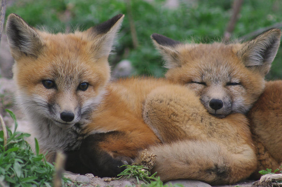 Wildlife Photograph - Red Fox Kit Stays Alert by Larry Kjorvestad