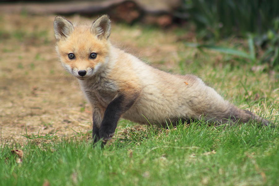 Red Fox Kit Stretching Photograph by John Burk