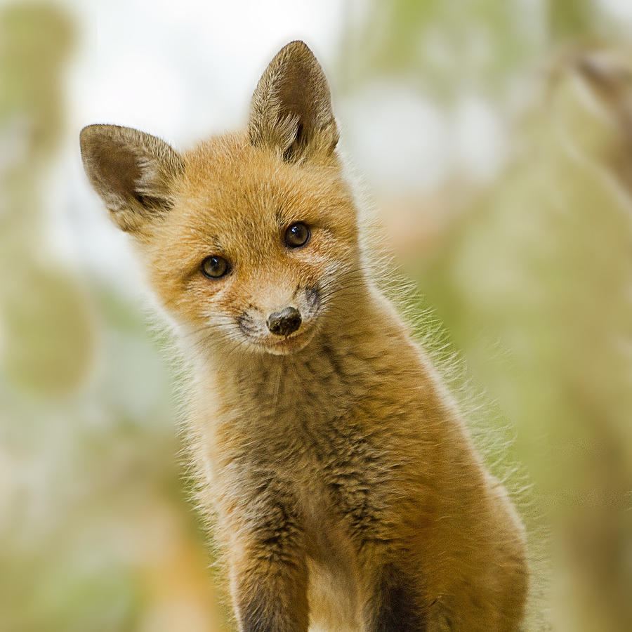 Red Fox Kit Up Close Photograph by John Vose