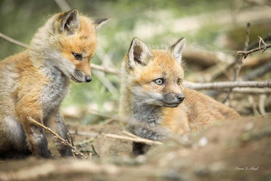 Red Fox Kits Photograph by Everet Regal