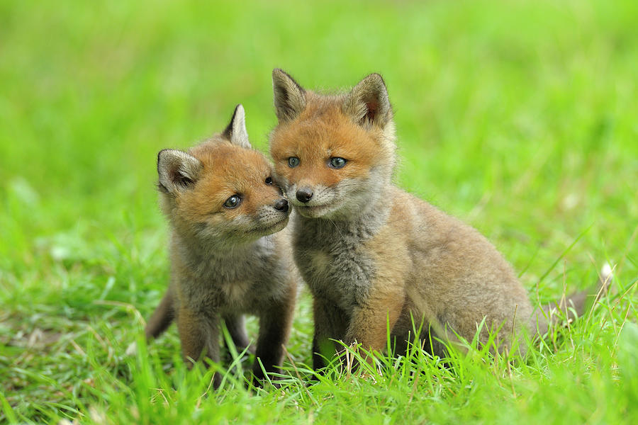 Red Fox Kits, Hesse, Germany by Michael Breuer