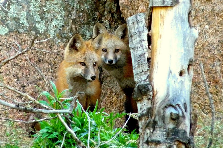 Red Fox Kits Photograph by Marilyn Burton