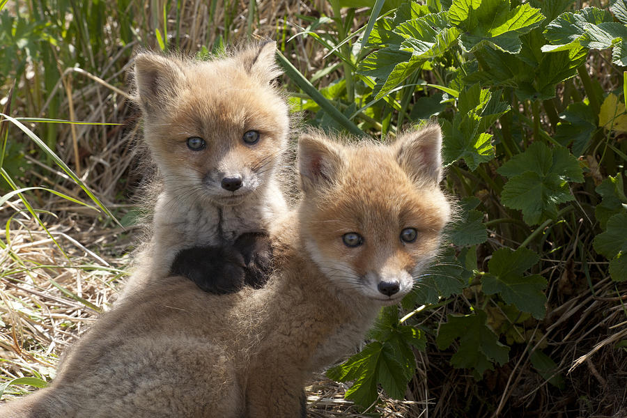 Red Fox Kits Playing Photograph by Matthias Breiter
