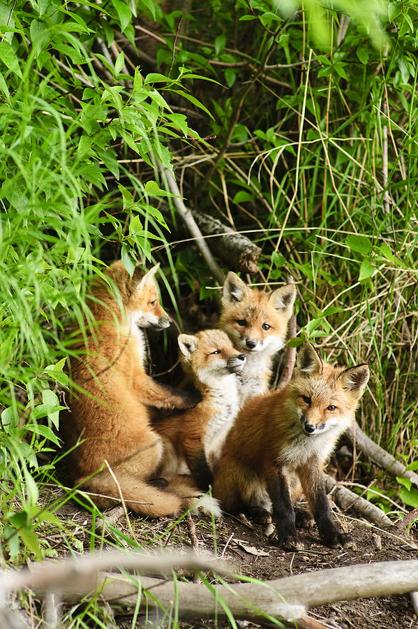 Red Fox Kits Playing Close To Their Den Photograph by Michael Jones