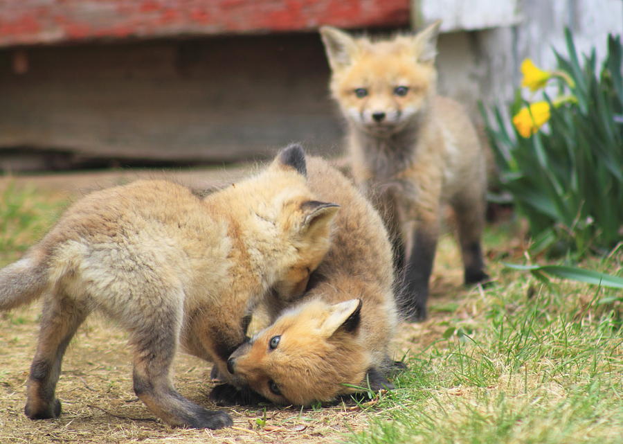 Red Fox Kits Playing Photograph by John Burk