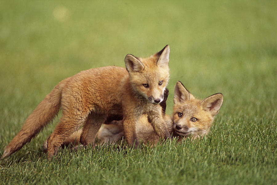 Anchorage Photograph - Red Fox Kits Playing Together On Golf by Doug Lindstrand