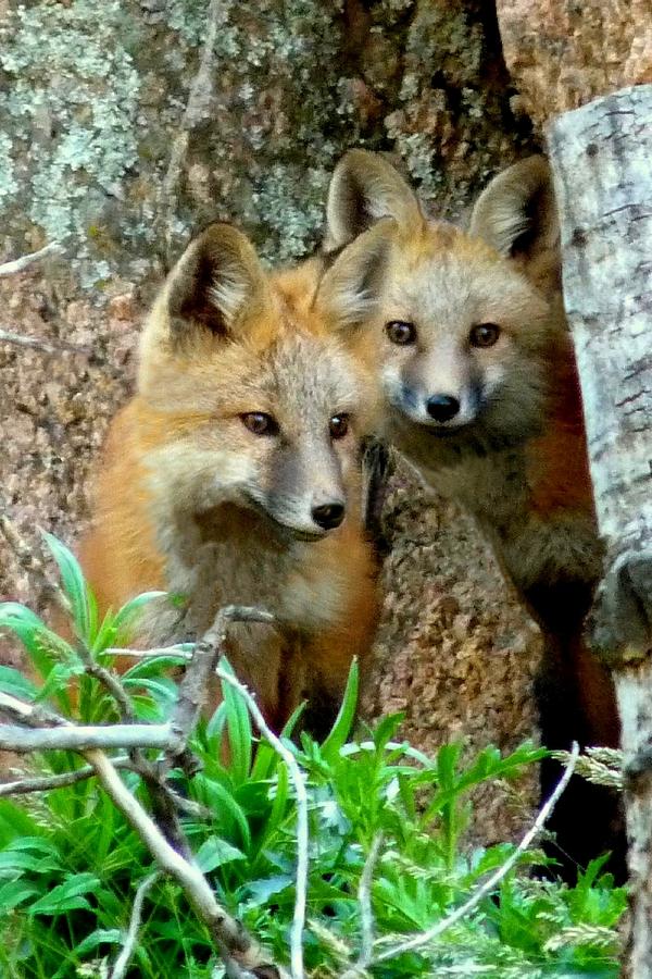 Red Fox Kits - Portrait Photograph by Marilyn Burton