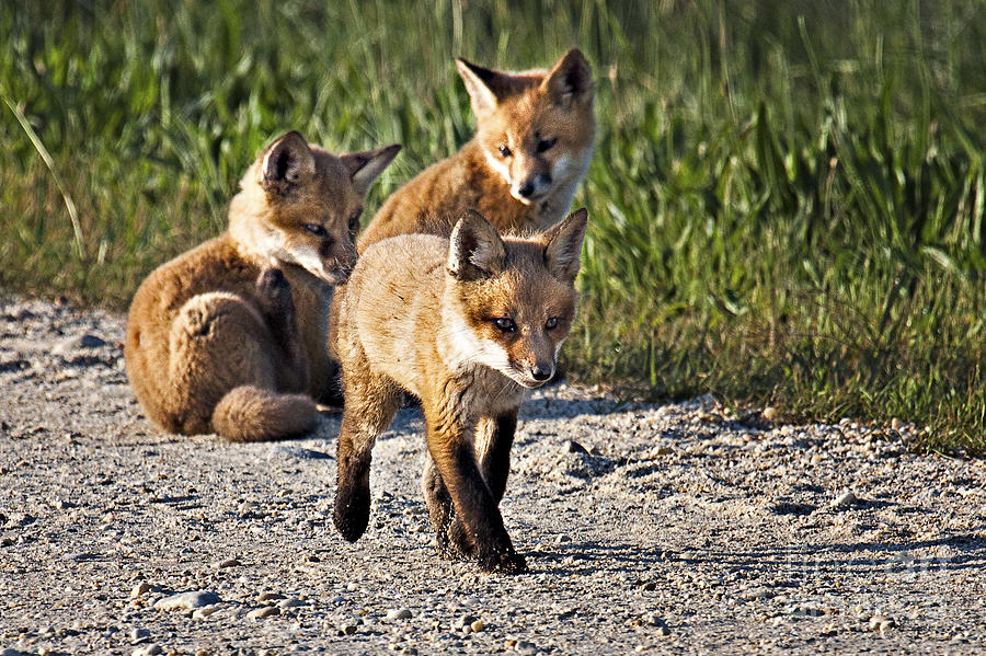 Red Fox Kits Photograph by Ronald Lutz
