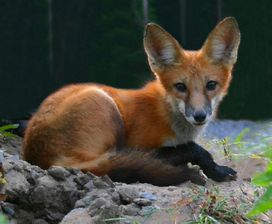 Red Fox Photograph by Kristin Elmquist