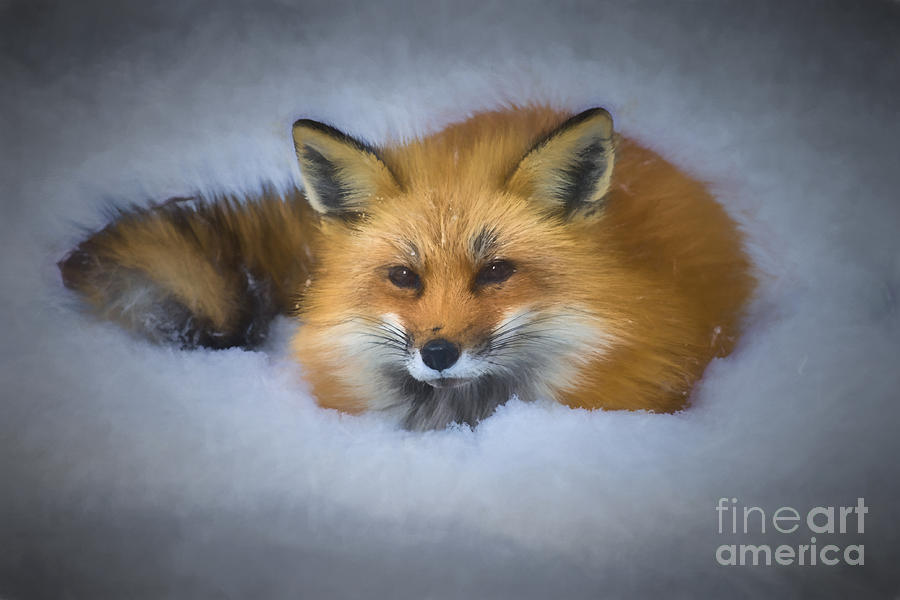 Red fox laying in snow...........paintography Photograph by Dan Friend