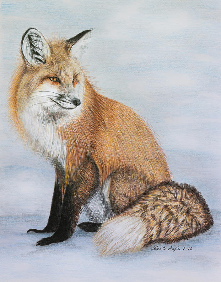 Winter Drawing - Red Fox by Lena Auxier