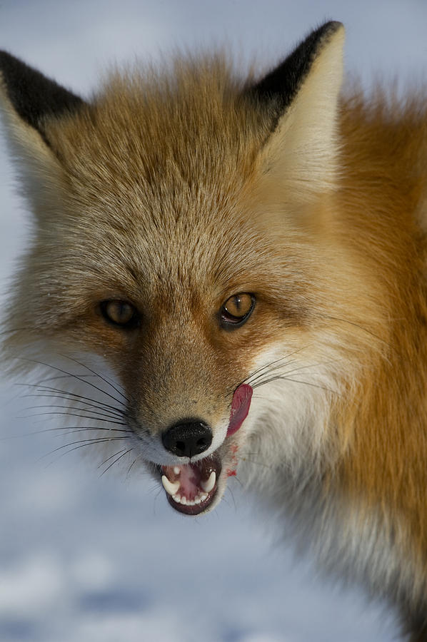 Red Fox Licking Alaska Photograph by Michael Quinton