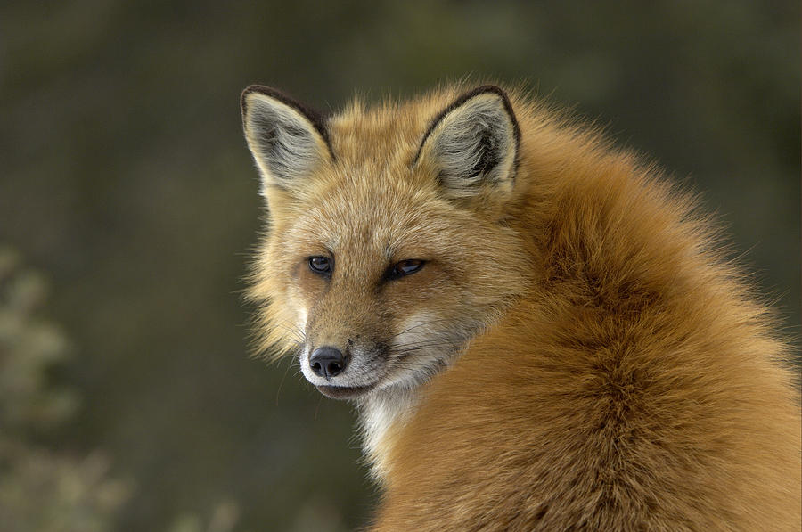 Red Fox Looking Back  Photograph by Malcolm Schuyl