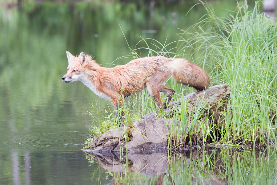 Wildlife Photograph - Red Fox Looking by Jennifer Richards
