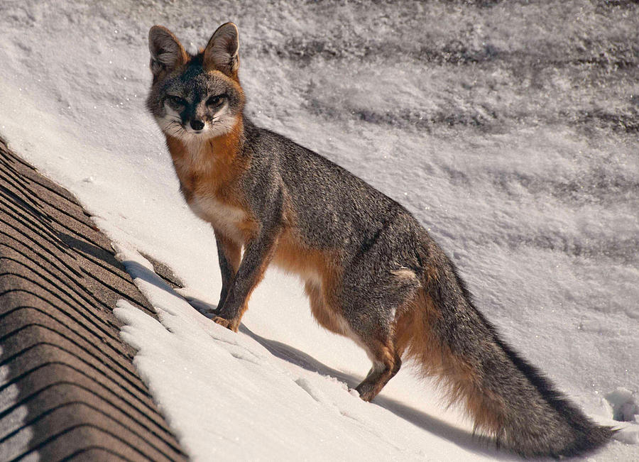 Red Fox Photograph by Mae Wertz