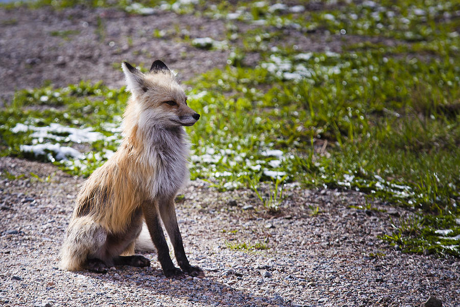 Red Fox Mama Photograph