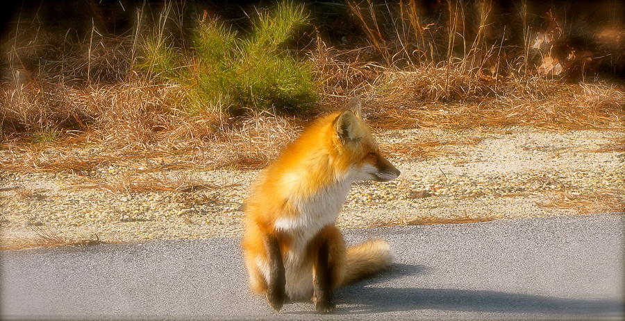 Red Fox Photograph by Martin S Gold - Fine Art America