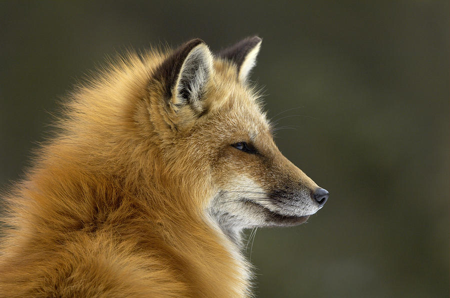 Sly Red Fox Photograph by Malcolm Schuyl
