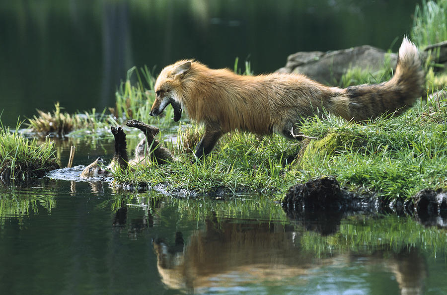 Red Fox Mother Playing with Kit Photograph by Konrad Wothe