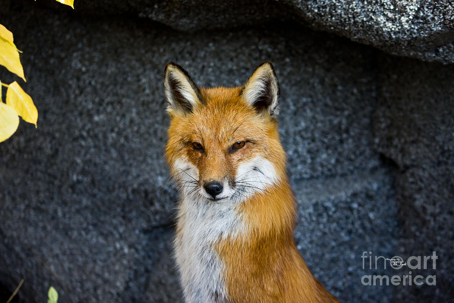 Red Fox Photograph by Ms Judi