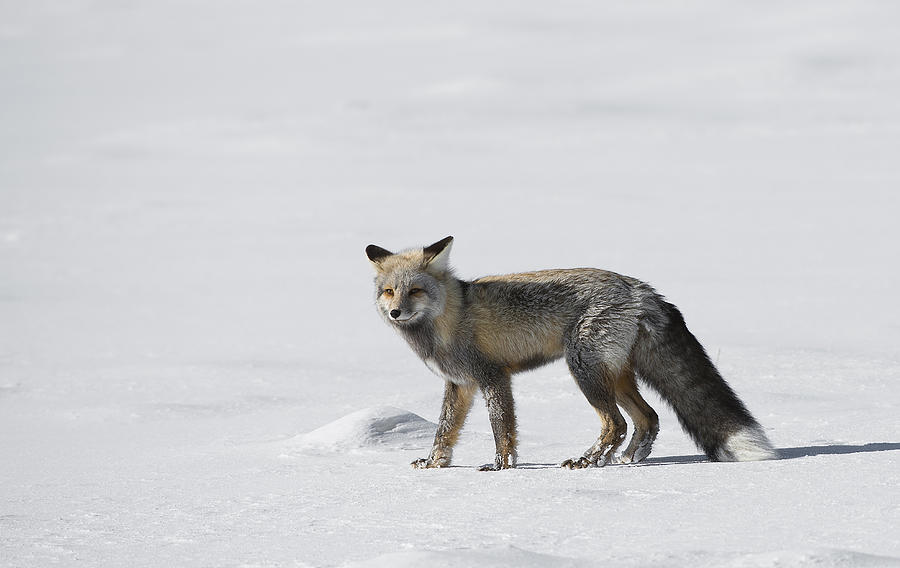 Red Fox of a Yellowstone Winter Photograph by Bill Cubitt