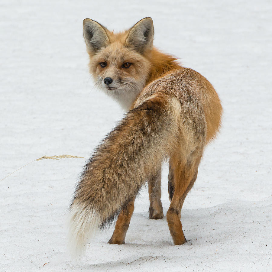 Red Fox Of Silver Gate Photograph by Yeates Photography