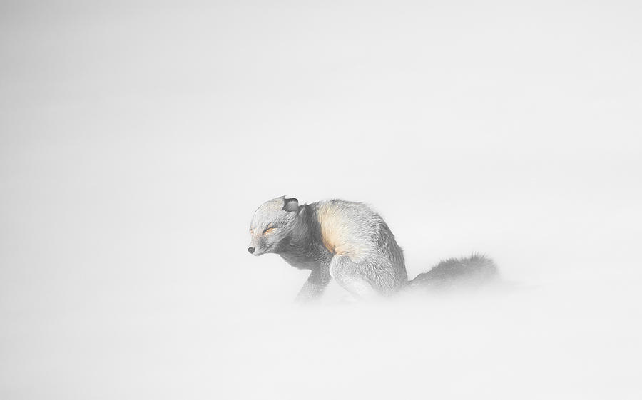 Red Fox in Winter Storm Photograph by Bill Cubitt