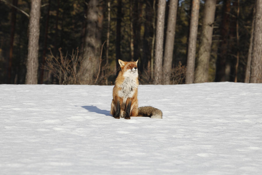 Red fox on a sunny forest glade Photograph by Ulrich Kunst And Bettina Scheidulin