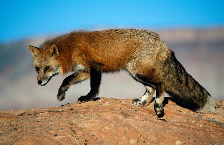 Nature Photograph - Red Fox On Hilltop by Panoramic Images