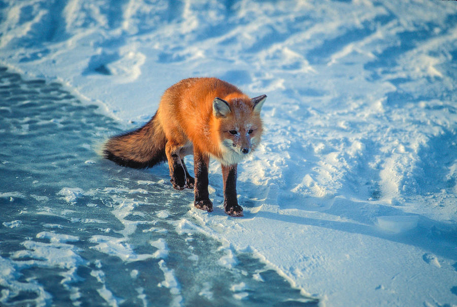 Red Fox on Ice Photograph by Randy Green
