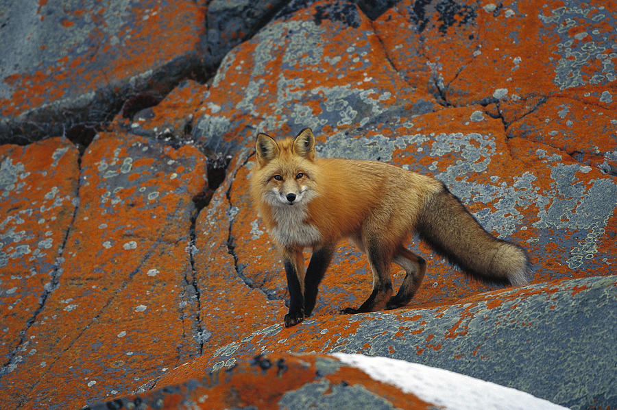Red Fox On Rocks With Orange Lichen Photograph by Konrad Wothe