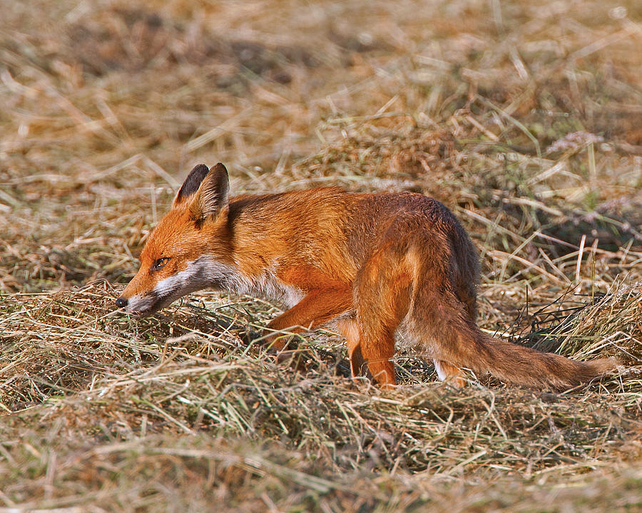 Red Fox Photograph by Paul Scoullar