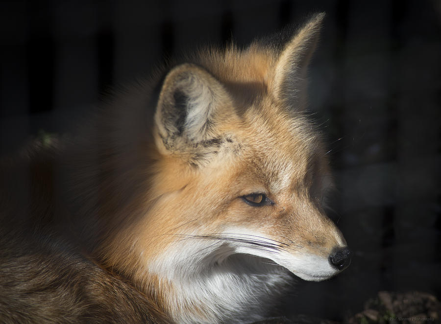 Red Fox Photograph by Phil Abrams