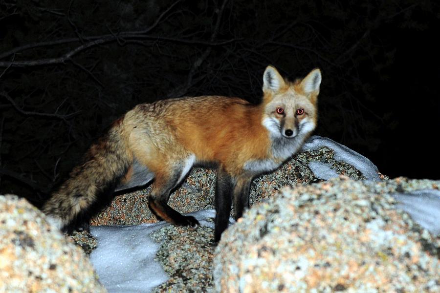 Red Fox - Piercing Eyes Photograph by Marilyn Burton