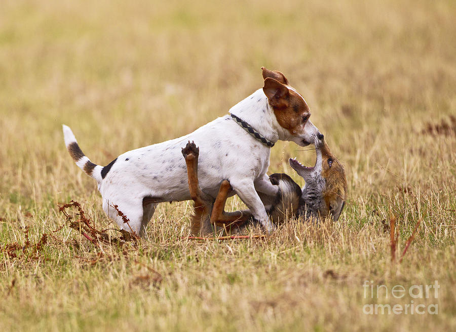 Red Fox Playing With Jack Russell Photograph by Brian Bevan