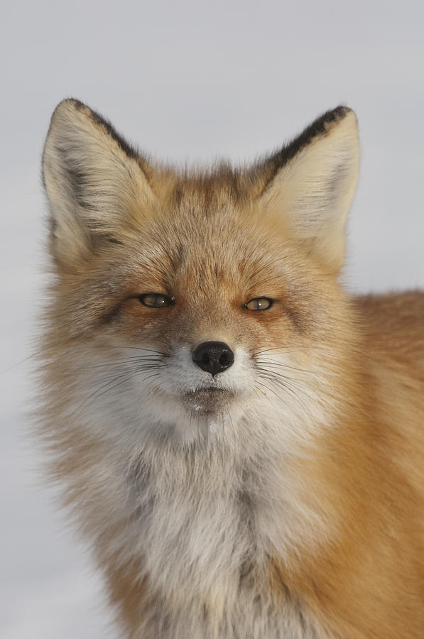 Red Fox Portrait Alaska Photograph by Michael Quinton