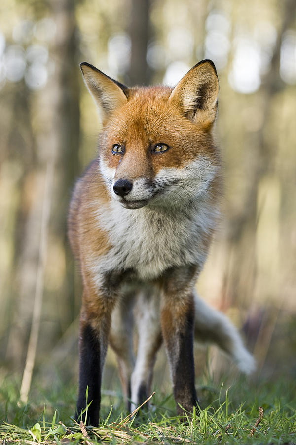 Red Fox Portrait England Photograph by Elliott Neep