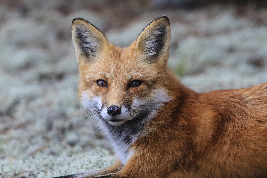 Red Fox Portrait Photograph by Gary Hall