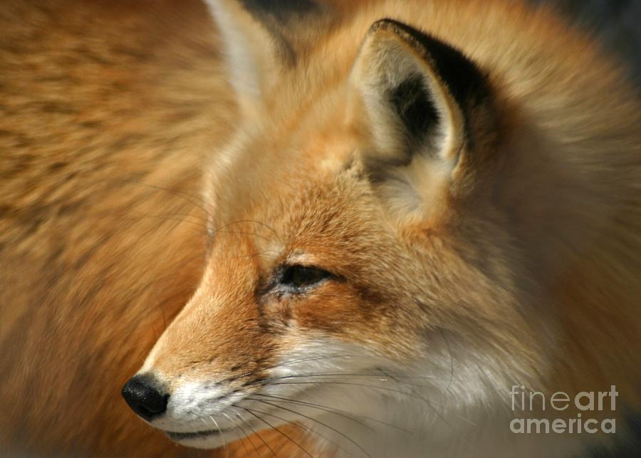 Red Fox Portrait Photograph by Living Color Photography Lorraine Lynch