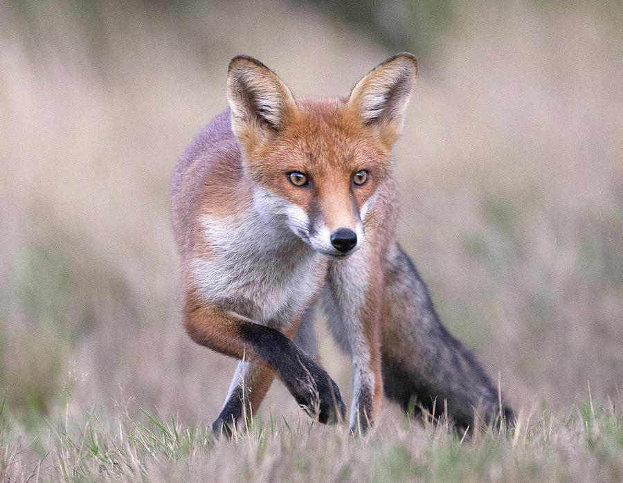 Red Fox Preparing To Pounce Photograph by Richard Mcmanus