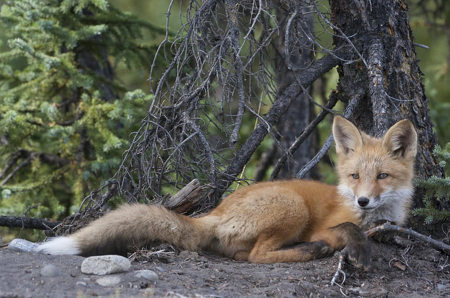 Red Fox Pup Resting Alaska Photograph by Michael Quinton