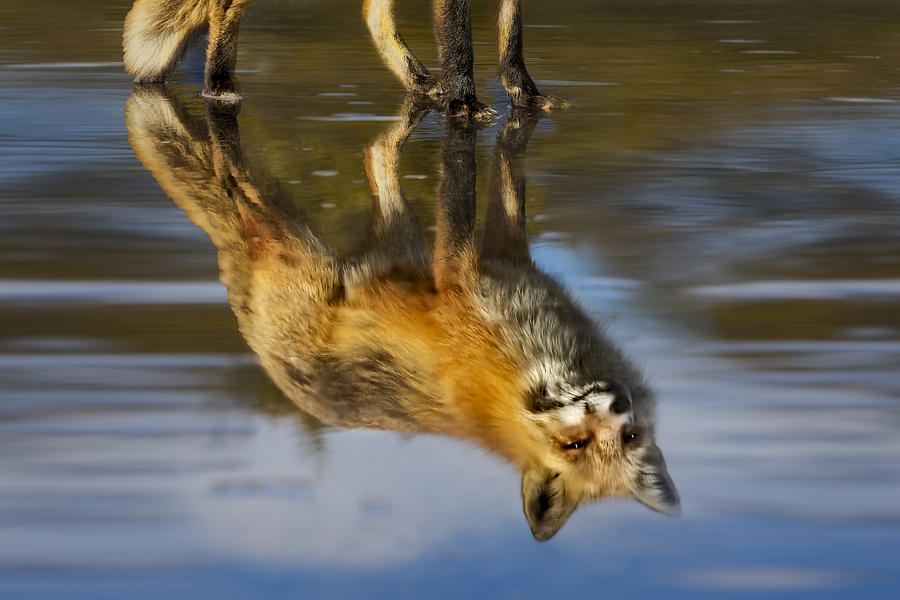 Animal Photograph - Red Fox Reflection by Susan Candelario
