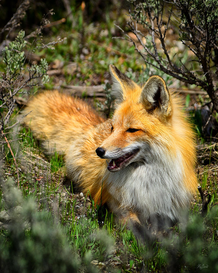 Red Fox Relaxing Photograph by Greg Norrell