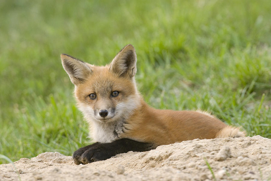 Red Fox Resting Photograph by Steve Gettle - Fine Art America