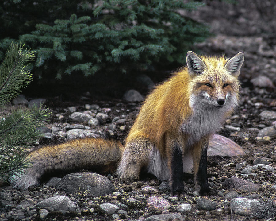 Animal Photograph - Red Fox by Richard Kitchen