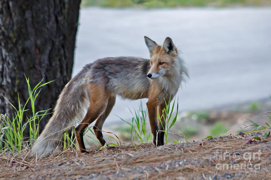 Inspirational Photograph - Red Fox by Robert Bales