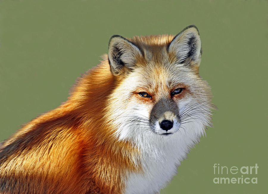 Red Fox Photograph by Rodney Campbell
